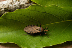 Panstrongylus geniculatus