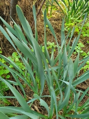 Allium sativum