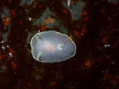 Acanthodoris hudsoni