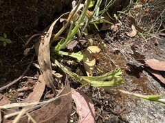 Brachyscome diversifolia