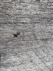 Ocrisiona leucocomis