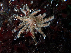 Pycnopodia helianthoides