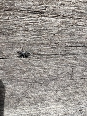 Ocrisiona leucocomis