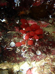 Botryocladia pseudodichotoma