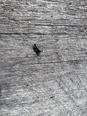 Ocrisiona leucocomis