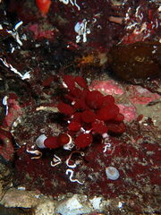 Botryocladia pseudodichotoma