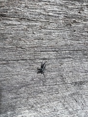 Ocrisiona leucocomis