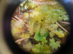 Trichocolea mollissima