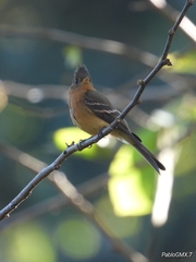 Mitrephanes phaeocercus