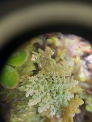 Trichocolea mollissima