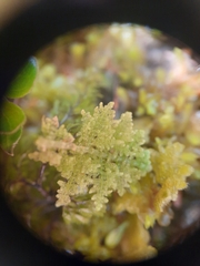 Trichocolea mollissima