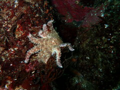 Pycnopodia helianthoides