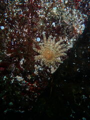 Pycnopodia helianthoides