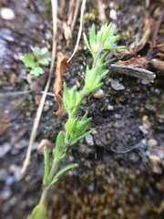 Veronica verna