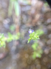Veronica verna