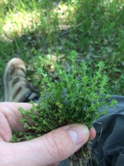 Veronica verna