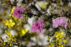 Melaleuca kybeliona