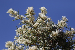 Hakea psilorrhyncha