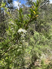 Bursaria spinosa spinosa