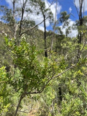 Bursaria spinosa spinosa