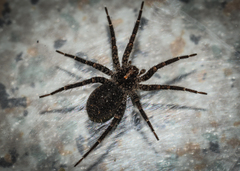 Argoctenus hystriculus