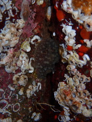 Onchidoris bilamellata