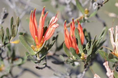 Image of Lambertia multiflora by no rights reserved