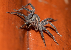 Argoctenus hystriculus