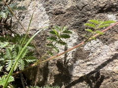 Acaena echinata