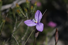 Patersonia occidentalis