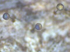 Collaria arcyrionema