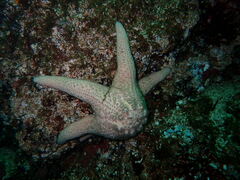 Pisaster brevispinus