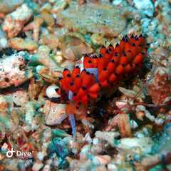 Favorinus tsuruganus