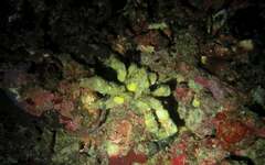 Camposcia retusa