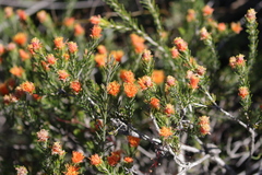Melaleuca ectadioclada