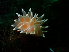 Nudibranch