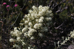 Hakea auriculata