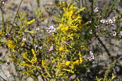 Synaphea spinulosa spinulosa