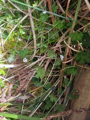 Geranium microphyllum
