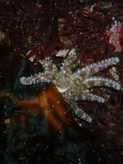 Pycnopodia helianthoides