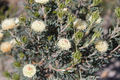 Banksia carlinoides