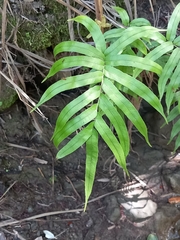 Blechnum triangularifolium