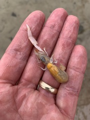 Trypaea australiensis