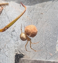 Cryptachaea veruculata