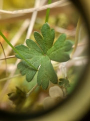 Geranium microphyllum
