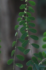 Phyllanthus gunnii