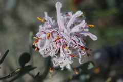 Petrophile linearis