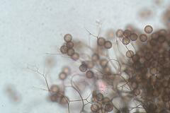 Collaria arcyrionema