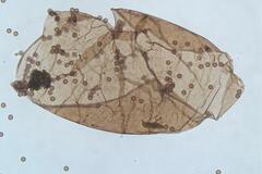 Collaria arcyrionema