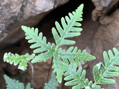 Notholaena standleyi